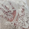 Embroidered Corded Tulle LV13488 Ivory